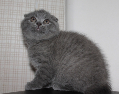 шотландские клубные котята