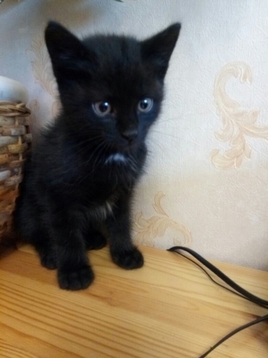 Очаровательный котёнок ищет любящего хозяина!