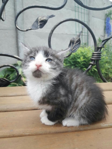 Котята в добрые руки!