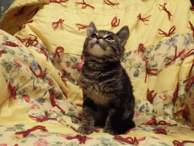 Котёнок в добрые руки!, фото 2