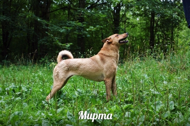 Чудо по имени Мирта ищет дом и заботливого хозяина!, фото 3