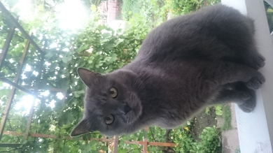 Серый кот, ул.Уманская, потерялся