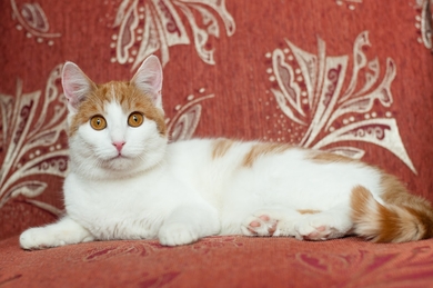 Стерилизованный котенок (6 месяцев) в дар, фото 2