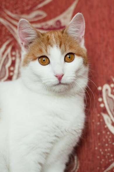 Стерилизованный котенок (6 месяцев) в дар, фото 3