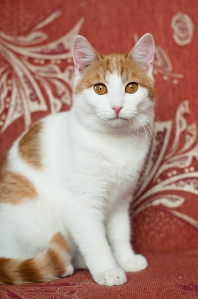 Стерилизованный котенок (6 месяцев) в дар