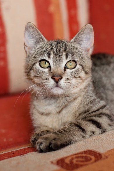 Котенок (мальчик) в дар