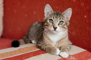 Котенок (мальчик) в дар