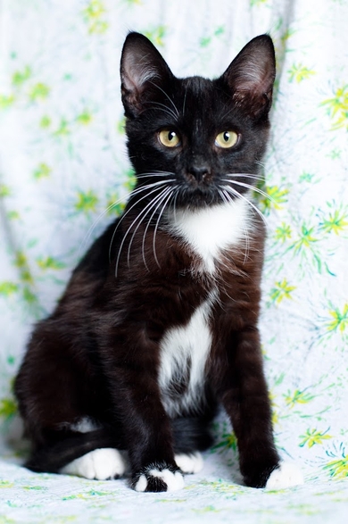 Кастрированный котенок в дар, фото 3