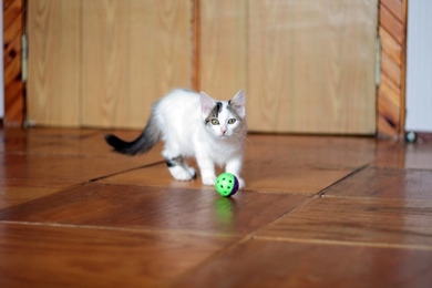 Котёнок в дар, фото 4