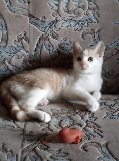 Красивый котенок в дар, фото 3