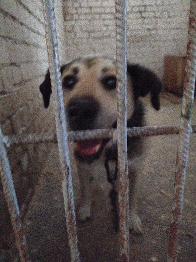 Отличный охранник в дар