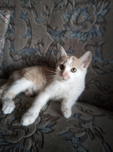 Красивый котенок в дар