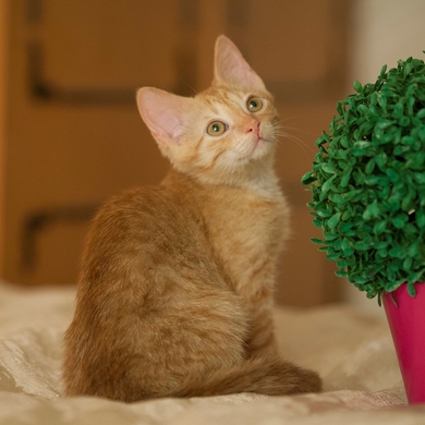 Котёнок рыжий, мальчик,возраст 2 месяца.