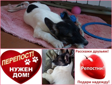 В ответственные и любящие ручки отдам щенка!