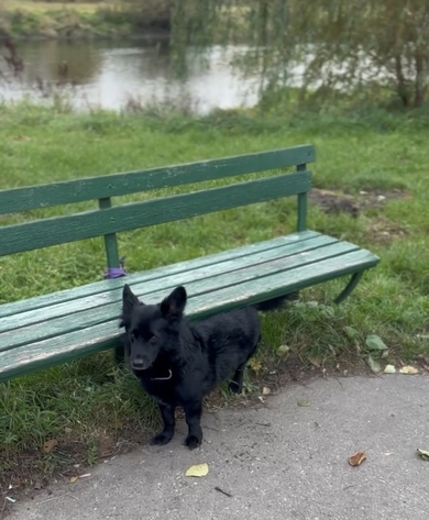 Черный кобель, на лапе белое пятнышко, фото 3