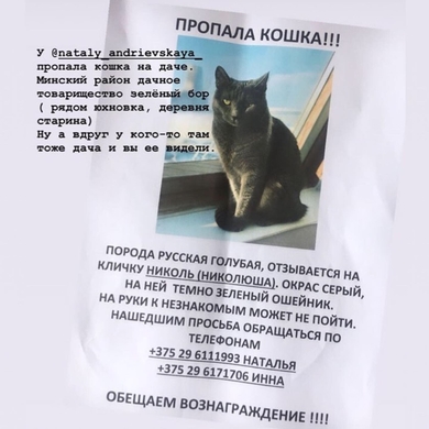 Потерялась кошка