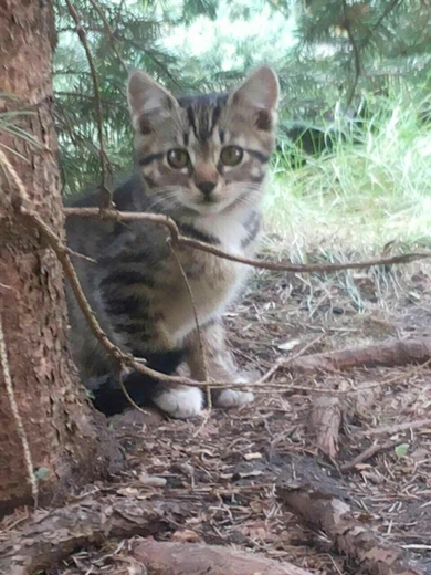 Котята нуждаются в заботе и любящих родителях.