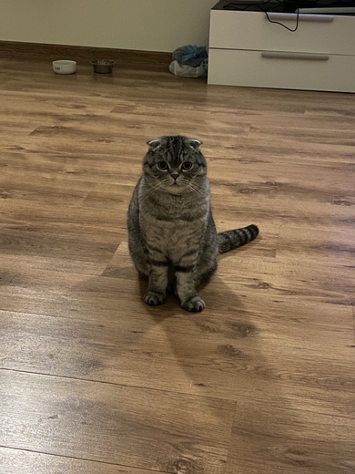 Потерялся вислоухий шотландский кот Мартин
