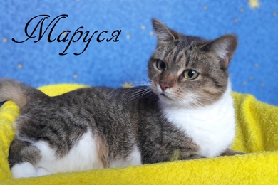 Кошка Маруся - настоящее чудо, которое стучится в дверь.