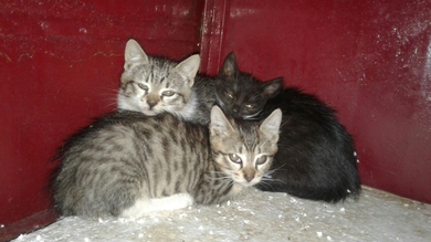 СРОЧНО!!! Новая домашняя кошка и три котенка в САХе., фото 2