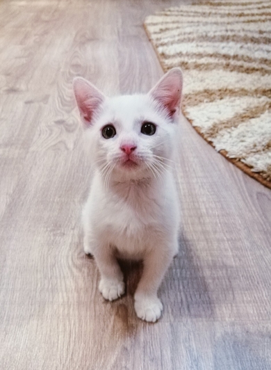 Ищут дом милые котята.