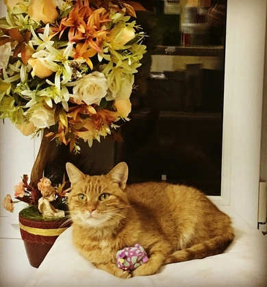 Королева Алиса ищет дом