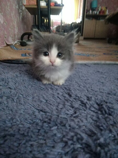 Крошка котёнок ищет дом!!!, фото 3