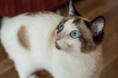 Кошечка Милка, фото 2