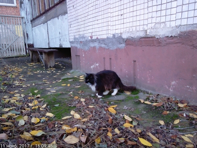 Красивая кошка СРОЧНО нуждается в доме!, фото 3