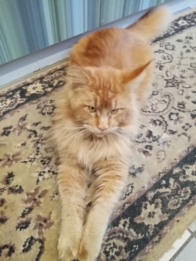 Потерялся кот