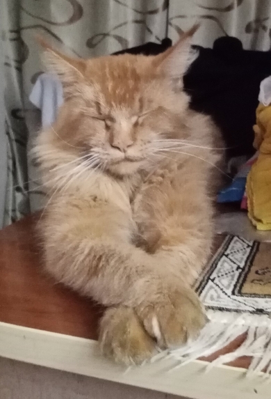 Потерялся кот, фото 2