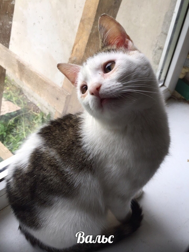 Молодой котик Вальс хочет домой!!!, фото 3