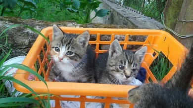 СРОЧНО ищут дом трое котят!