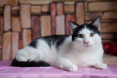 Котик Мартин - кастрированный и привитый котик в дар, фото 4