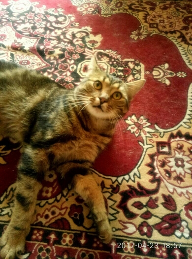 В ответственные руки котёнок., фото 2