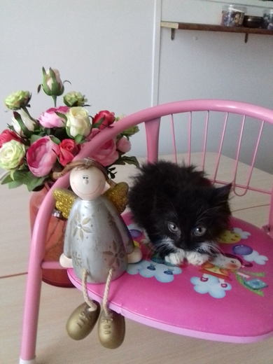 Малышка Блэки Роуз, чуть больше 1 месяца., фото 2