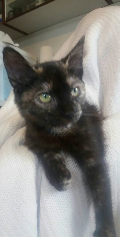 Котенок ищет дом!!!