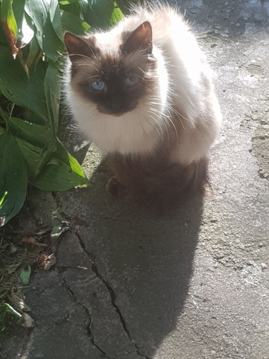 Найдена сиамская кошка 