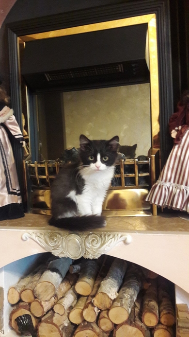 Кошечка в добрые руки