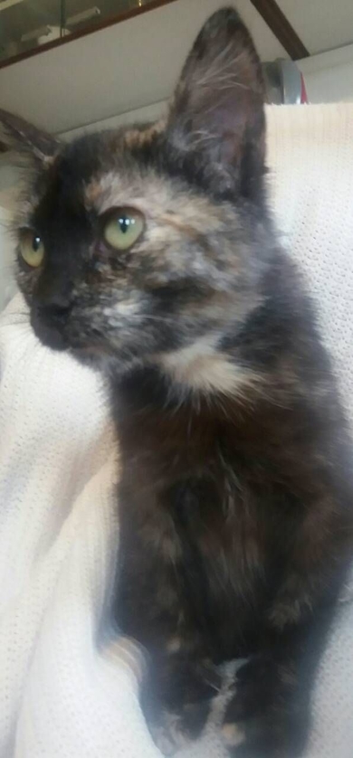 Котенок ищет дом!!!, фото 2
