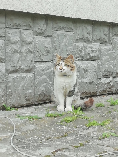 Кот с синим ошейником найден в д.Виншневка,Минский р-н