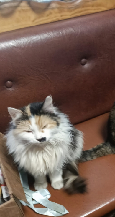 Пропала кошечка