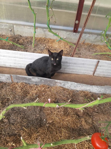 Котик прибился