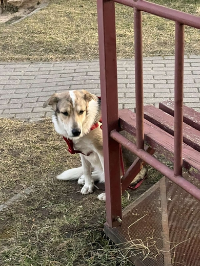 Найдена собака