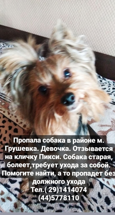 Потерялась собака