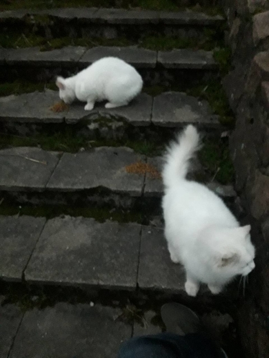 Замечены белые кот/кошка, фото 3