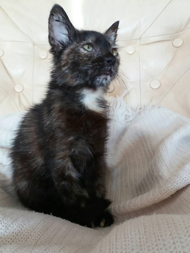 Котенок ищет дом!!!, фото 3