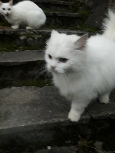 Замечены белые кот/кошка, фото 2