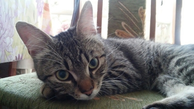 В районе Чижовка-Арены найден ласковый домашний кот.