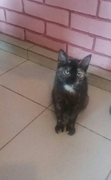 Котенок ищет дом!!!, фото 4